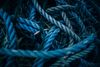 Tangle of blue ropes