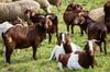 Goats among the sheep