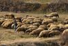 A shepherd leads a flock of sheep through scrubby grassland