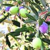 Christ, the olive tree