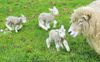 A plea for the tender lambs