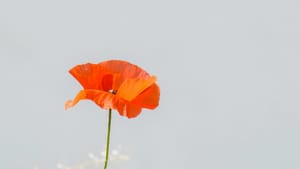 Are nonconformists hypocrites on Remembrance Sunday?