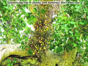 Trees in the Bible