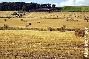 Harvest expectations