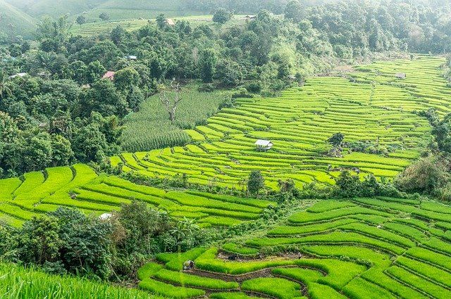 Image of a green hillside of rice terraces