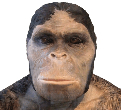 Australopithecus_africanus
